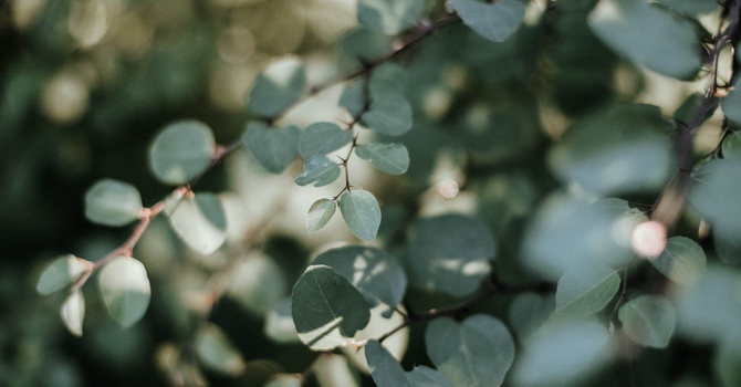 Life Transitioning Counselling